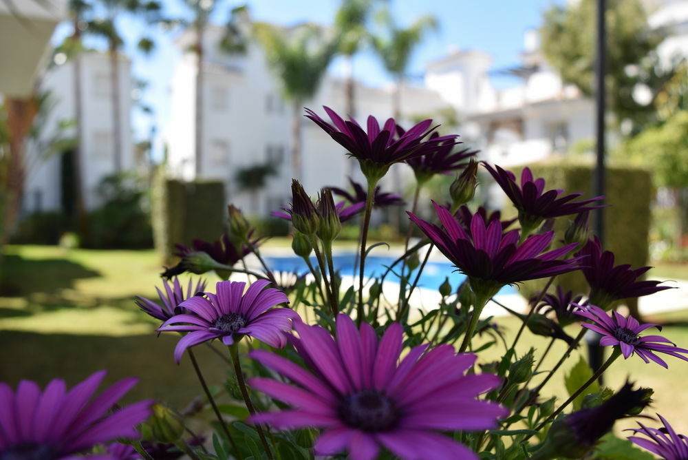 El Ángel Apartamentos Y Casas Serinamar Marbella מראה חיצוני תמונה